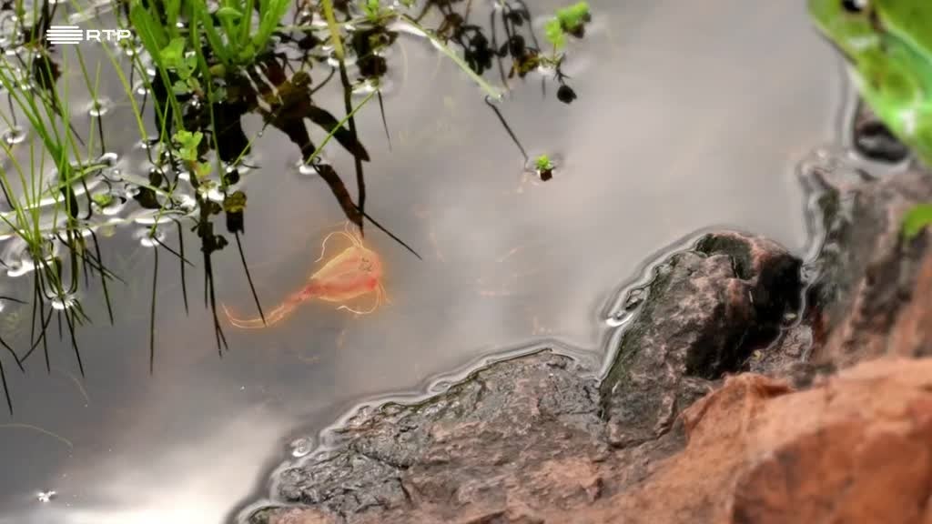 Imagem de Pés na Terra - Charco Jurássico
