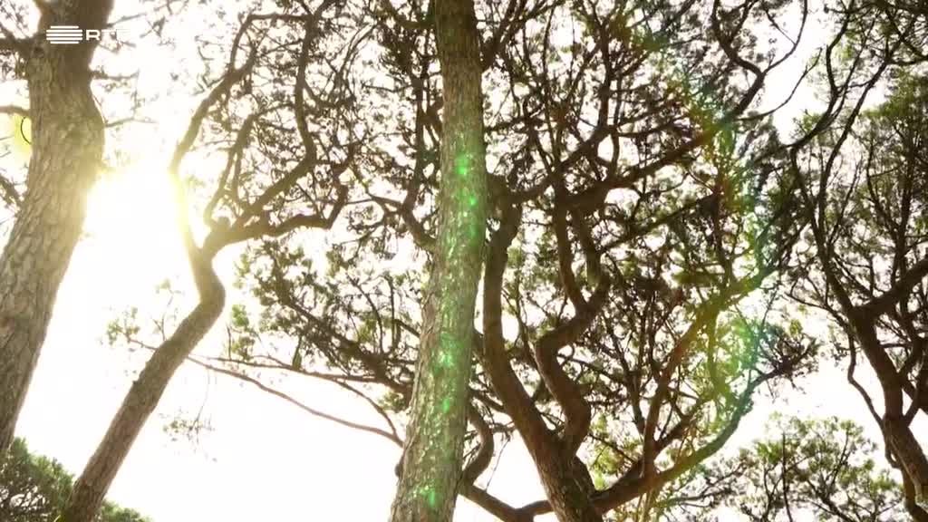 Imagem de Pés na Terra - Guardiãs do Clima