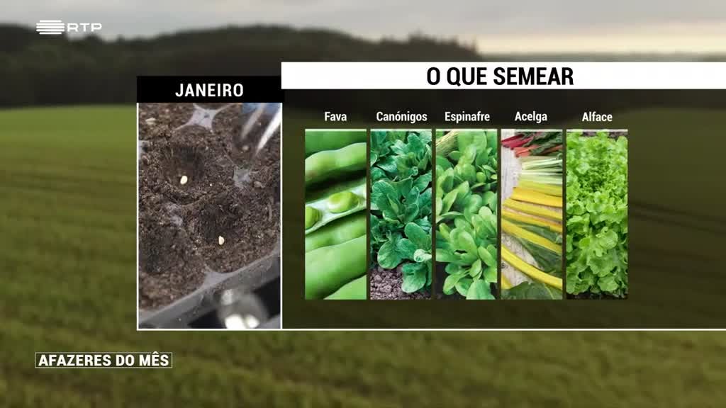 Imagem de Afazeres do Mês