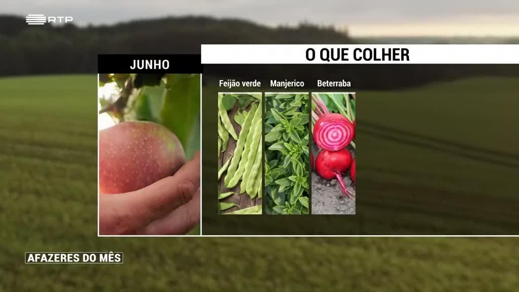 Imagem de Afazeres do Mês