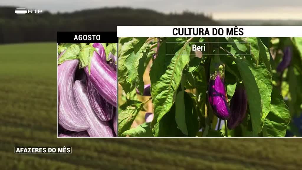 Imagem de Afazeres do Mês