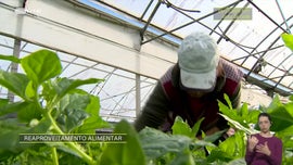 Imagem de Reaproveitamento Alimentar