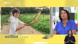 Imagem de Borboletas