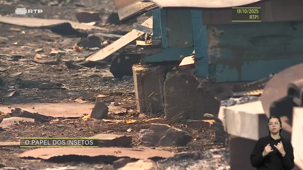 Imagem de Sociedade Civil - O Papel dos Insetos