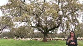 Imagem de Conhecer as Raças Autóctones