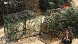 Imagem de Corais, Tesouros do Oceano