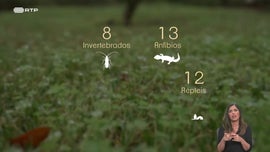 Imagem de Corrida ao Ouro em Montemor-o-Novo