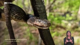 Imagem de Cobras de Portugal