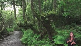 Imagem de Bioblitz Lafes