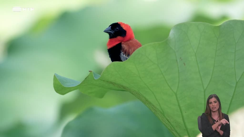 Imagem de Biosfera - Na Rota do Tráfico de Vida Selvagem