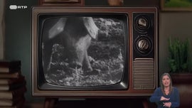 Imagem de Redescobrir a Bolota