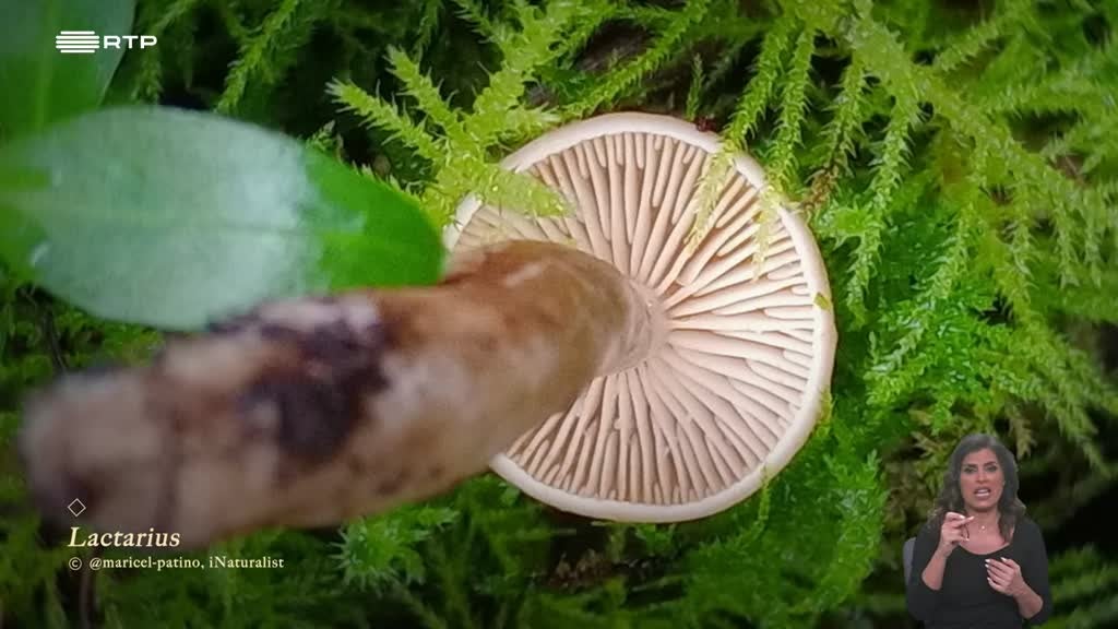 Imagem de Biosfera - A Vida Oculta dos Fungos