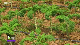 Imagem de Faa Chuva Faa Sol