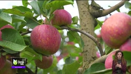 Imagem de Faa Chuva Faa Sol