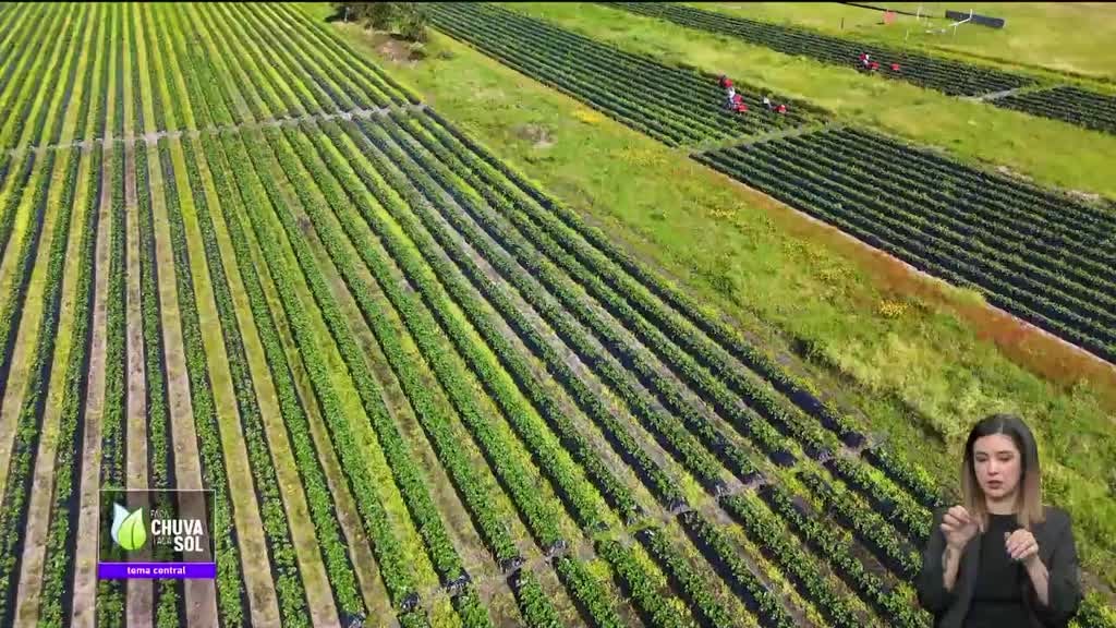 Imagem de Faça Chuva Faça Sol