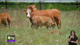 Imagem de Faa Chuva Faa Sol