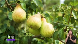 Imagem de Faa Chuva Faa Sol