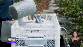 Imagem de Faa Chuva Faa Sol