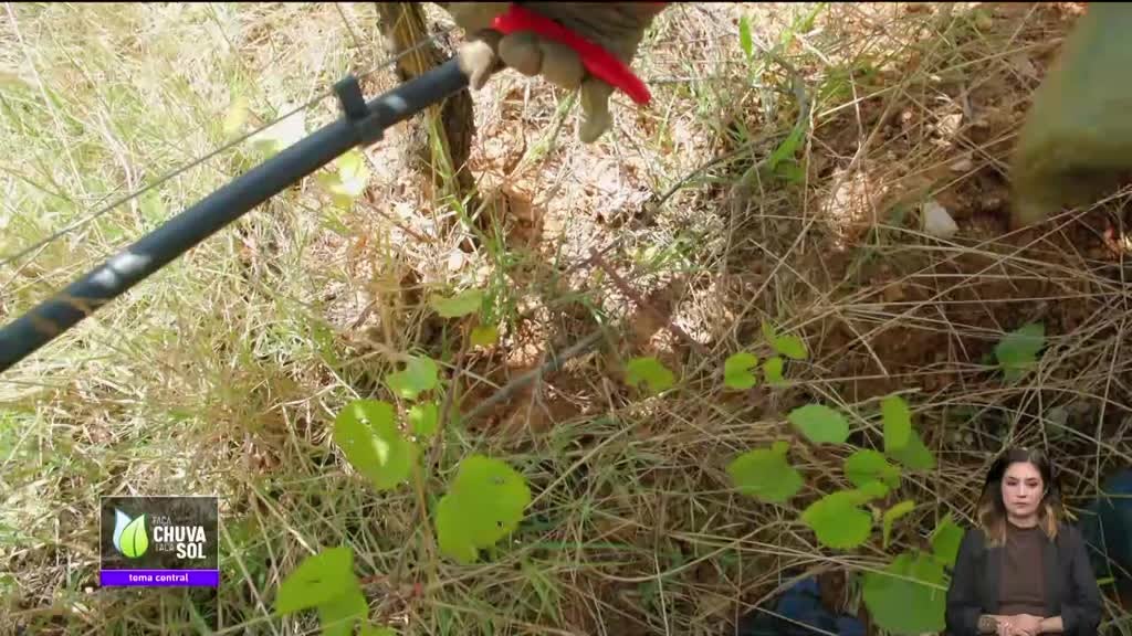 Imagem de Faça Chuva Faça Sol