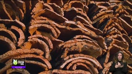 Imagem de Faa Chuva Faa Sol