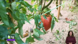 Imagem de Faa Chuva Faa Sol
