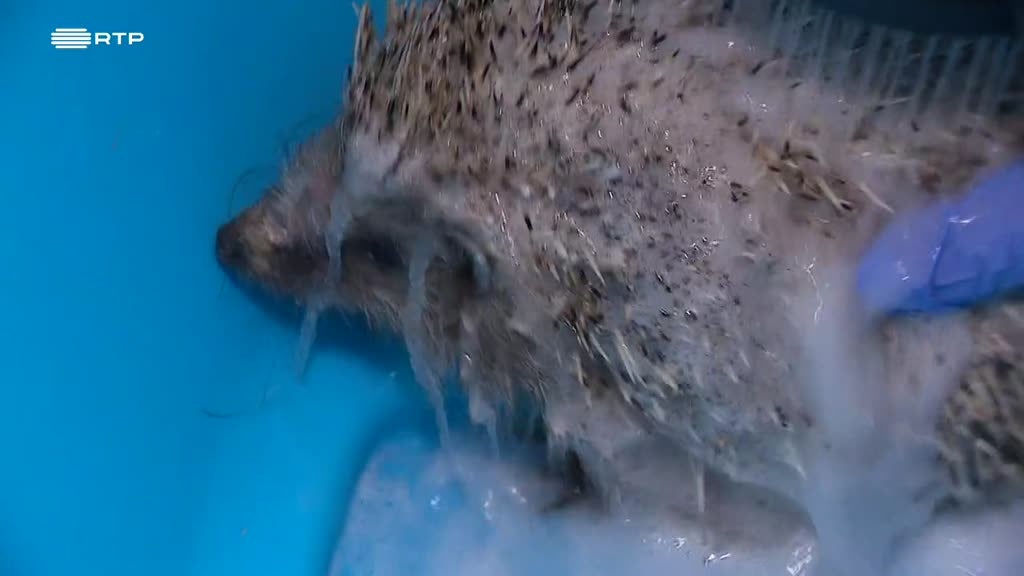 Imagem de Outras Histórias - Vamos Tratar os Animais Selvagens; Vamos Tratar dos Ouriços