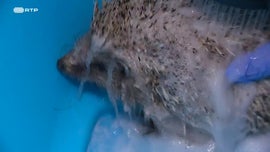 Imagem de Vamos Tratar os Animais Selvagens; Vamos Tratar dos Ourios