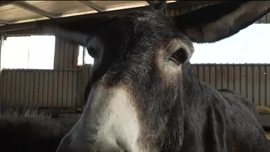 Imagem de Linha da Frente