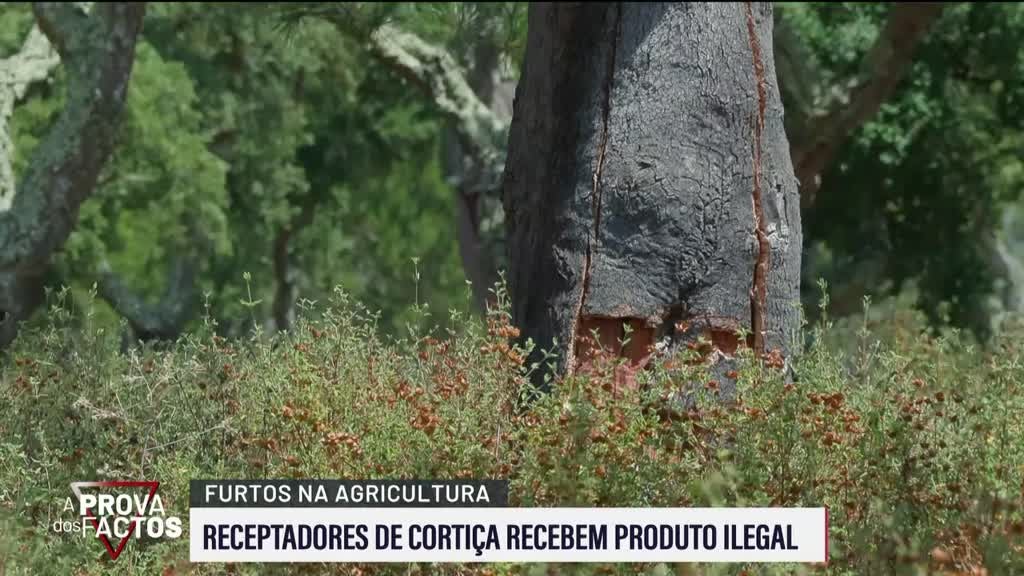 Imagem de A Prova dos Factos