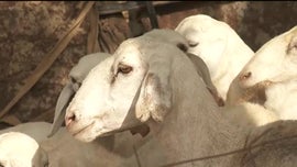 Imagem de Denlson Varela / Agropecuria