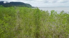 Imagem de As Florestas da Lua