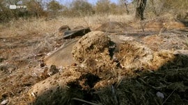 Imagem de A Floresta das Borboletas