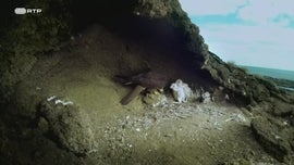 Imagem de Selvas do Oceano