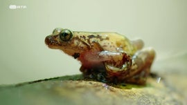 Imagem de Espectros da Selva