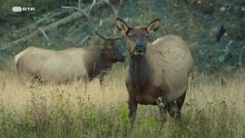 Imagem de As Florestas dos Gigantes