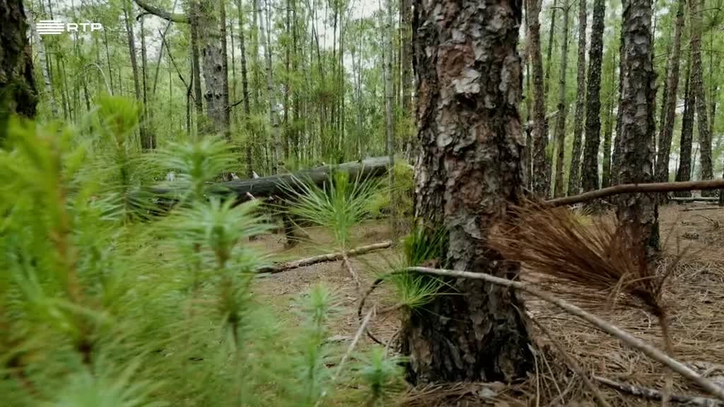 Imagem de Selvas do Mundo - Florestas de Fogo