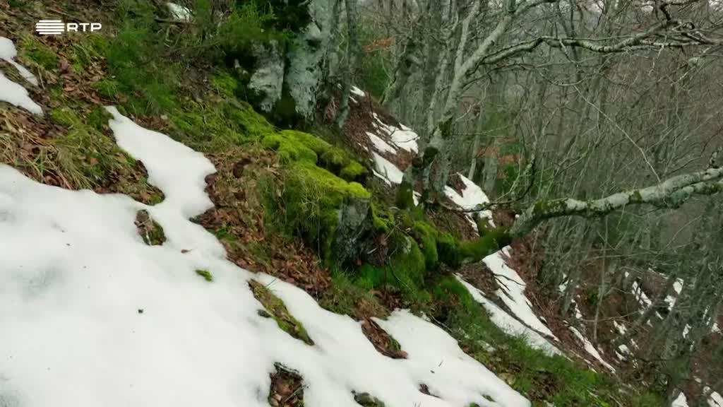 Imagem de Selvas do Mundo - Selvas Efémeras