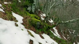 Imagem de Selvas Efmeras