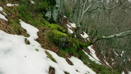 Imagem de Selvas Efmeras