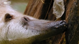 Imagem de O Eden Tropical