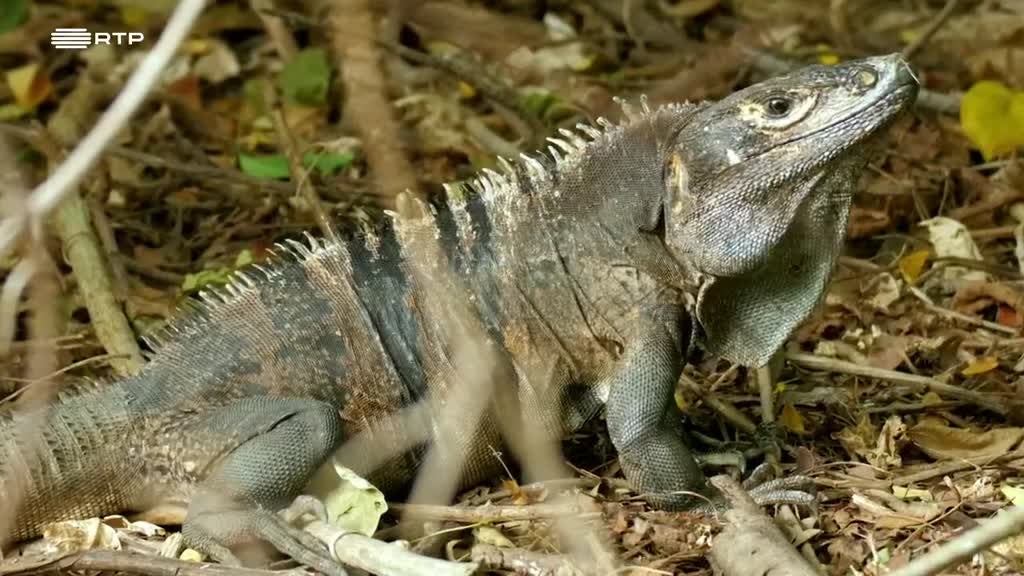 Imagem de Selvas do Mundo - Florestas Secas