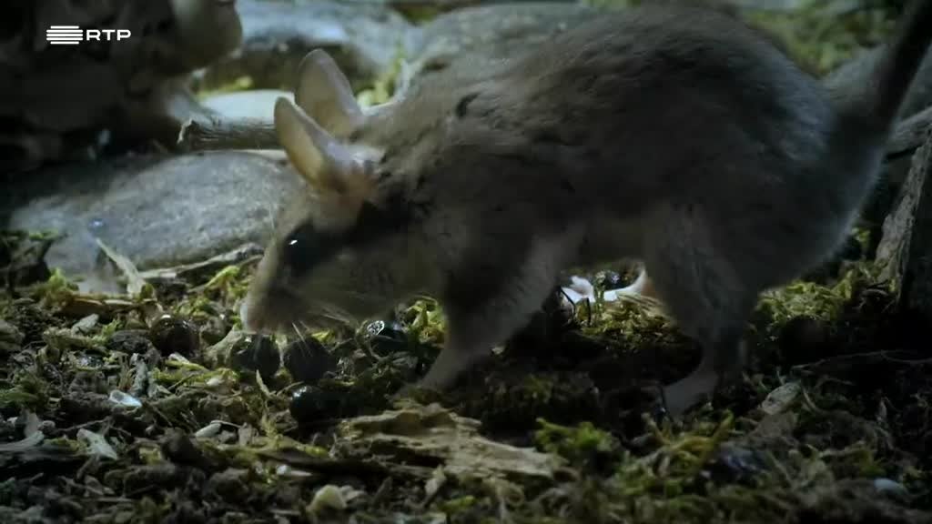 Imagem de Selvas do Mundo - A Floresta Mística