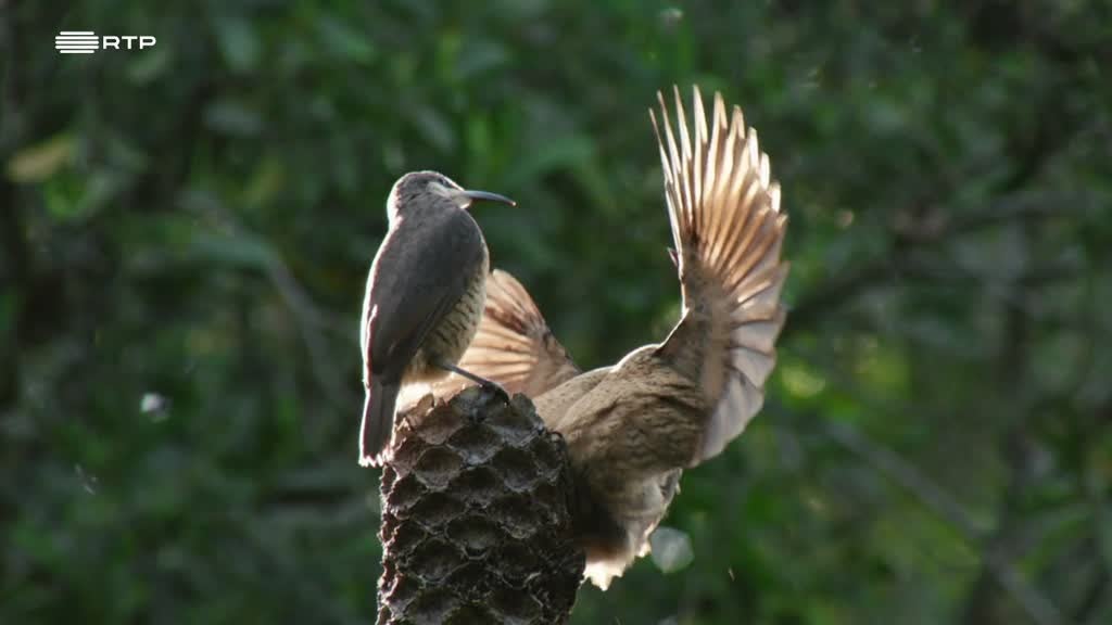 Imagem de Selvas do Mundo - O Paraíso Australiano