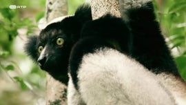 Imagem de A ltima Floresta