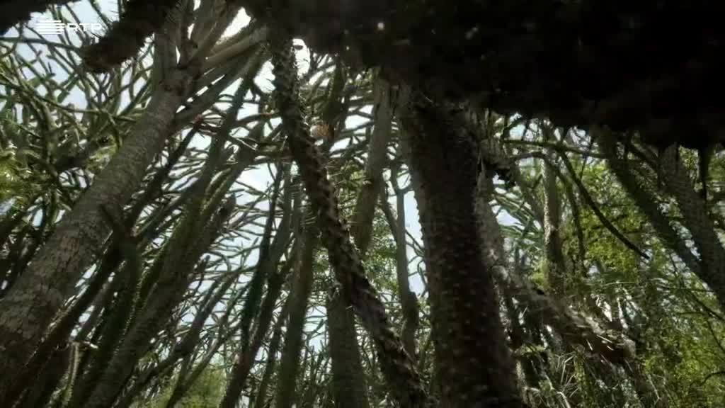 Imagem de Selvas do Mundo - Um Mundo de Espinhos