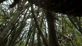 Imagem de Um Mundo de Espinhos