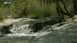 Imagem de Uma Selva de Aromas