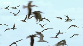 Imagem de Os P�ntanos Eternos