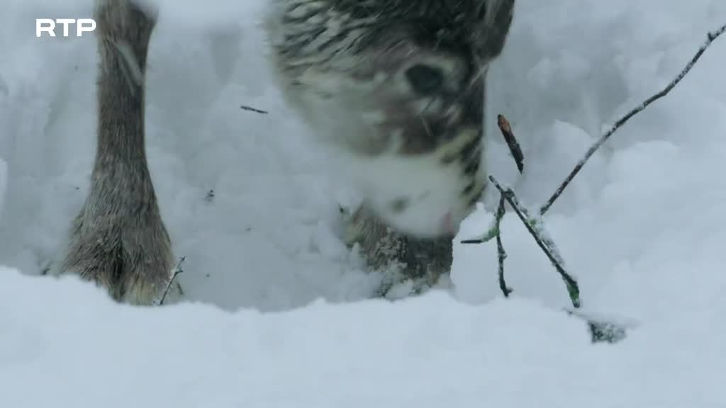 Imagem de Selvas do Mundo - A Floresta Infinita