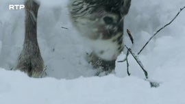 Imagem de A Floresta Infinita